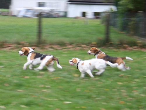 Beagles spielen auf dem Hundeplatz